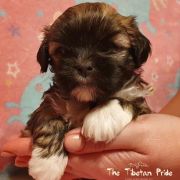 DAWA CHONZON The Tibetan Pride /FCI/