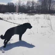 A LORD VADER Czarne Serca (FCI)