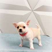 BARRISTAN z Dorzecza FCI