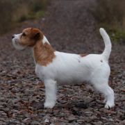 CANDY COVER GIRL HEAVENLY-BLESSING