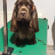 LADDIE Alessie Angels