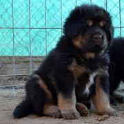 DRAGE RHAEGAL Airawata