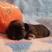 DAWA LHAMO The Tibetan Pride /FCI/