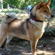 DOREMI KASHIKOI Subarashii