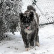 YAJIRUSHI Akai Kitsune