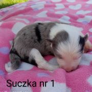 suczka 1
