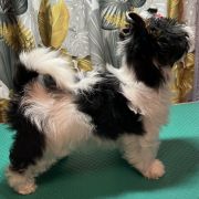 IMBIR Sfora w Papilotach