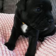 BOMBAY Horseradish Gang Staff