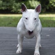 ROOT FOR CUTE Bull Position