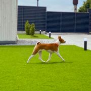 Ivory Rose Dominant Star 