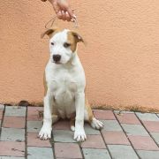 Too Good To Be True Via Fortuna