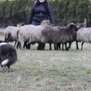 AMAZING MACHO Dimidium 