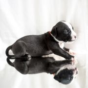 MARTUSIA Zealous Heart