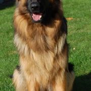 C-NELLY vom Rikor Team 