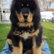 KING BRUCE LEE Arhat