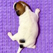 Opulent Grace Heavenly Blessing