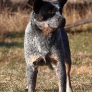 Buzzards WORLD IN MY EYES