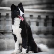 GRAND Ch. Pl. Ch. Pl. ALMAZY ANABARA Nelbey Aiysyt (PL MT1, WCC)