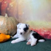 LABUBU Zwinne Serca (FCI)