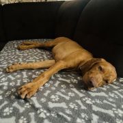 MOZART Mm`s Paws FCI