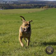 GAME Corde Bellator(FCI) 