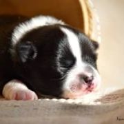 ASLAN Bella Picollo FCI 3