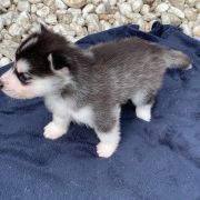 Lucyfer z Bratkowej Ohany