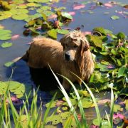 CH.BY,CH.RU, Ch.PL GOLDENS DE GAULES BRASIL