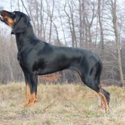 JUTRZENKA FEEK Odszukać Wiatr