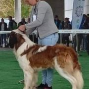 Yukon Wielkopolski Bernardyn (FCI)