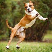 JEWEL MY HEART VIA FORTUNA