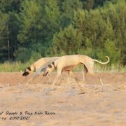 Borzomir Barkhan Ali