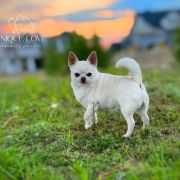 Al Capone Tipich Chihuahua