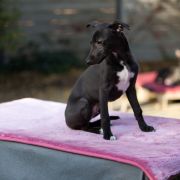 JUPITER Paka Czworaka