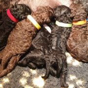 BURANO Pies de Perro (FCI)