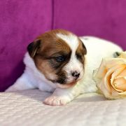 Princess Fairytale Heavenly-Blessing