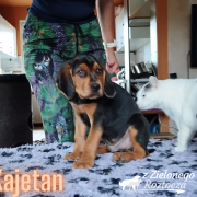 KAJETAN z Zielonego Roztocza