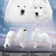 CONSENTÍDOS LA TORRE ROJA 