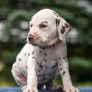 BAJKA z Łaciatej Krainy - zarezerwowana 