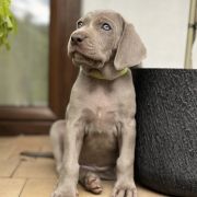 ABRACADABRA ze Stryszowskiego Boru FCI 