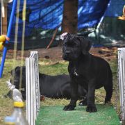 BREATHTAKING Your Destiny FCI