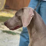 BIS MCh Royal weim after the storm