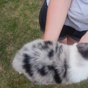 Donald Jodłowy Border