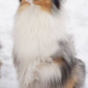 SOMETHING ABOUT CRAZY GIRL Asketila