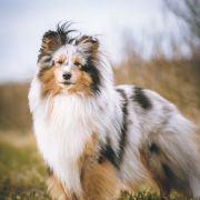 Owlland's BECAUSE I LOVE YOU