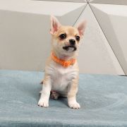 BENJAMIN z Dorzecza FCI