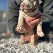 Hellborne bullies kennel 