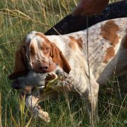 CALDAFERRA Loyal Point 2