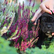 CALINECZKA Corsoo Mania 2