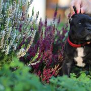 CALINECZKA Corsoo Mania 3